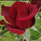 Telegram profile photo for ❤️🌹ATIRGUL ❤️🌹