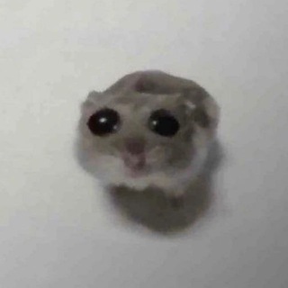 Telegram profile photo for Hilarious
