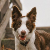 Telegram profile photo for Хотелочки Кориииии 🐕