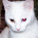 Telegram profile photo for 🚩/сусеки инфрмл