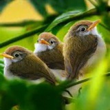 Telegram profile photo for سهگانیهای نعیمه المولی