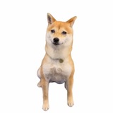 Telegram profile photo for $MONEYDOG CHANNEL