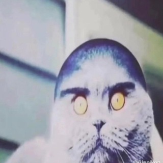 Telegram profile photo for Гей-парад имени себастьяна флойда