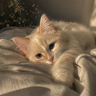 Telegram profile photo for ﮼تَسنِيم،أَحمِد .