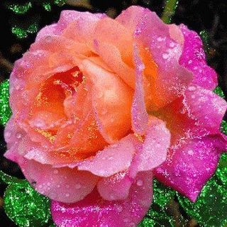 Telegram profile photo for 🌺 اوای رز 🌸