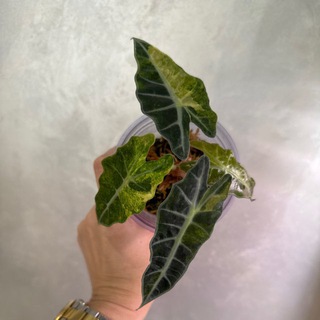 Telegram profile photo for АлкаМаркет