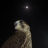 Telegram profile photo for كانُون الثّاني♾