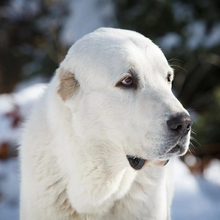 Telegram profile photo for гарант алабай(аллах)
