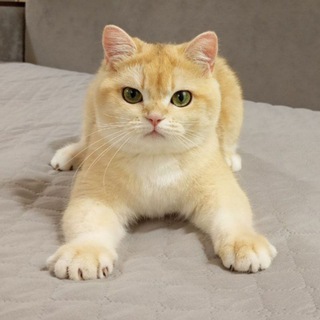 Telegram group profile photo for Animals💞