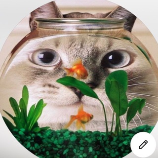Telegram profile photo for Жёлтая утка