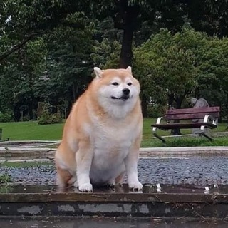 Telegram profile photo for Giga Shiba Portal