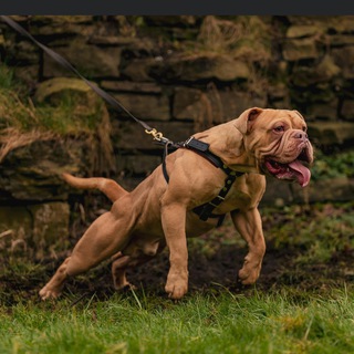 Telegram profile photo for 🧬JROYs Dog House🧬