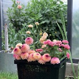 Telegram profile photo for Цветочная ферма Florista