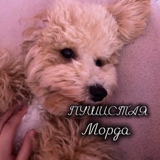 Telegram profile photo for пушистая морда