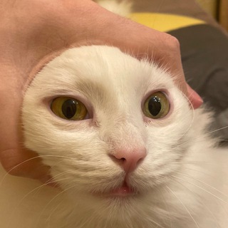 Telegram group profile photo for посиделка 2.0 умственно-отсталых людей