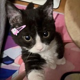 Telegram profile photo for cattoo 😽