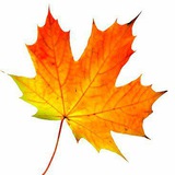 Telegram profile photo for All About Biology - YouTube Channel