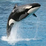 Telegram profile photo for 🇦🇺 VIP Whalez 🐳