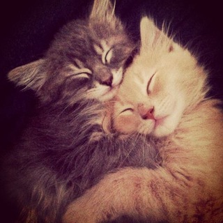 Telegram profile photo for 😺KITTENS CONFESSION🐱