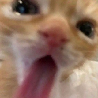 Telegram profile photo for Matching pfp for bffs and couples