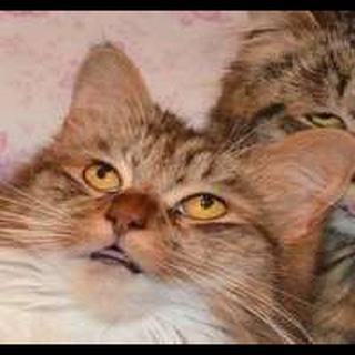 Telegram profile photo for WTF Cat | Gift Telegram