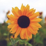 Telegram profile photo for myzathewriter 🌹