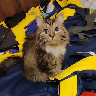 Telegram profile photo for 𝑶𝑯𝑨𝑵𝑨