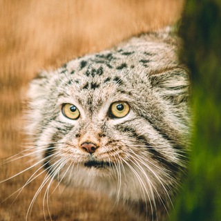 Telegram profile photo for Manul Archive