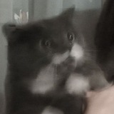 Telegram profile photo for Котечкины почеркушки