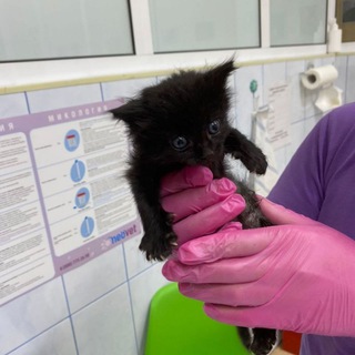 Telegram profile photo for Домашний приют. Обитель мурчащих🐈