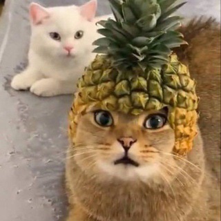 Telegram profile photo for PINEAPPLE CAT | CTO |
