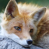 Telegram profile photo for лисья нора