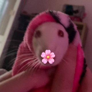 Telegram profile photo for напитки елены