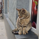 Telegram profile photo for Котики на вулицях Києва🐈