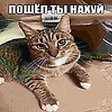 Telegram profile photo for vesss