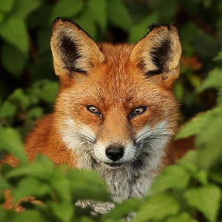 Telegram profile photo for 🦊Veikko Stölzer NEWS & MORE🦊