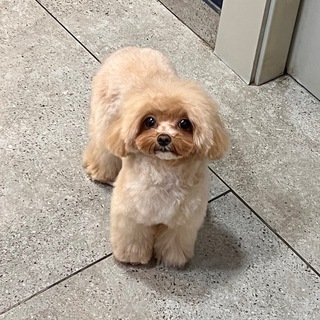 Telegram profile photo for Mema Mania