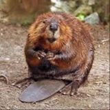 Telegram profile photo for Kurwa bobr