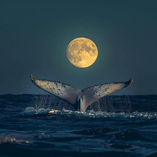 Telegram profile photo for ✨Blue Whale✨