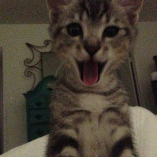 Telegram profile photo for kedi