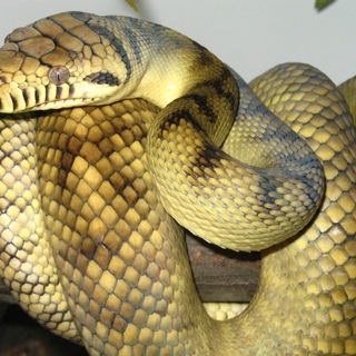 Telegram profile photo for Shit @python says