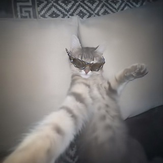 Telegram profile photo for Purr - PORTAL