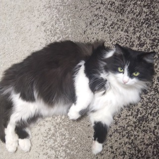 Telegram profile photo for Кототрейд интрадей