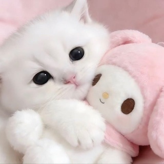Telegram profile photo for 养只小猫排班群