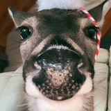 Telegram profile photo for DEERMAN (TIKIOK) | CTO
