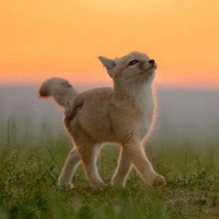Telegram profile photo for May All Beings Be Happy ✨💕