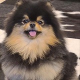 Telegram profile photo for sk