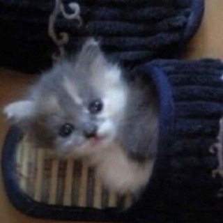 Telegram profile photo for Переходник в Беззащитный мечниа