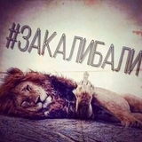 Telegram profile photo for старлинк щитп0ст
