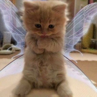 Telegram profile photo for мёртвая мысль.